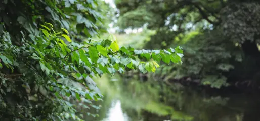 Branche au dessus d'un cour d'eau - protection de la ressource en eau